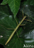 Indian stick insect (Carausius morosus)
