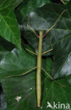 Indian stick insect (Carausius morosus)