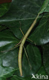 Wandelende tak (Carausius morosus)