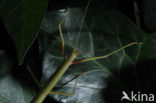 Indian stick insect (Carausius morosus)