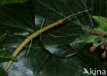Indian stick insect (Carausius morosus)