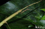 Indian stick insect (Carausius morosus)