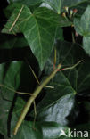 Indian stick insect (Carausius morosus)