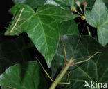 Indian stick insect (Carausius morosus)