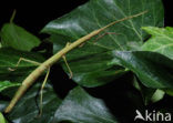 Indian stick insect (Carausius morosus)