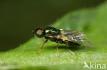 Wapenvlieg (Microchrysa flavicornis)