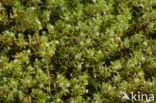 Watercrassula (Crassula helmsii)