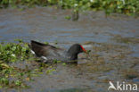 Waterhoen (Gallinula chloropus garmani)