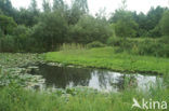 Waterlelie (Nymphaea spec.)