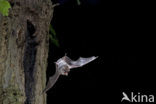 Daubenton’s Bat (Myotis daubentonii)