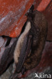 Watervleermuis (Myotis daubentonii)