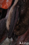 Watervleermuis (Myotis daubentonii)