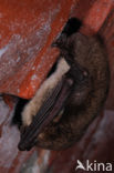 Watervleermuis (Myotis daubentonii)