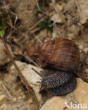 Wijngaardslak (Helix pomatia) 