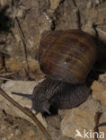 Wijngaardslak (Helix pomatia) 