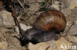 Wijngaardslak (Helix pomatia) 