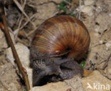 Wijngaardslak (Helix pomatia) 