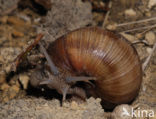 Wijngaardslak (Helix pomatia) 