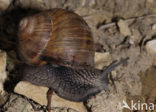 Wijngaardslak (Helix pomatia) 