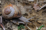 Wijngaardslak (Helix pomatia) 