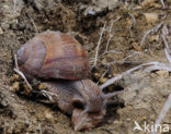 Wijngaardslak (Helix pomatia) 