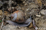 Wijngaardslak (Helix pomatia) 