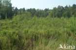 Wilde gagel (Myrica gale) 