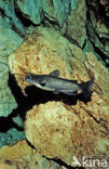 White Catfish (Ameiurus catus)