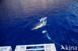 great white shark (Carcharodon carcharias) 