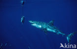 great white shark (Carcharodon carcharias) 