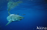 great white shark (Carcharodon carcharias) 