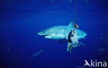 great white shark (Carcharodon carcharias) 