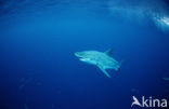 great white shark (Carcharodon carcharias) 