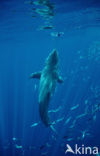 great white shark (Carcharodon carcharias) 