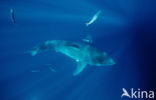 great white shark (Carcharodon carcharias) 