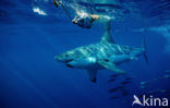 great white shark (Carcharodon carcharias) 