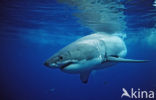 great white shark (Carcharodon carcharias) 