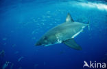 great white shark (Carcharodon carcharias) 