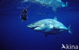 great white shark (Carcharodon carcharias) 