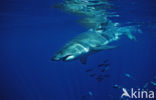 great white shark (Carcharodon carcharias) 