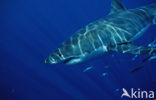 great white shark (Carcharodon carcharias) 