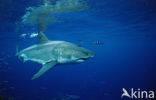 great white shark (Carcharodon carcharias) 