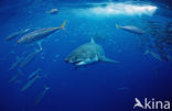 great white shark (Carcharodon carcharias) 