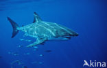 great white shark (Carcharodon carcharias) 