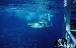 great white shark (Carcharodon carcharias) 