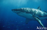 great white shark (Carcharodon carcharias) 