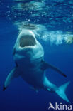 great white shark (Carcharodon carcharias) 