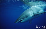 great white shark (Carcharodon carcharias) 