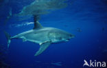 great white shark (Carcharodon carcharias) 