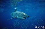 great white shark (Carcharodon carcharias) 